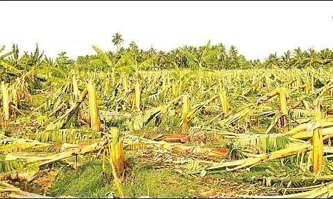 சேவூர் பகுதியில் வாழை மரங்கள் சாய்ந்து கிடப்பதை படத்தில் காணலாம்.