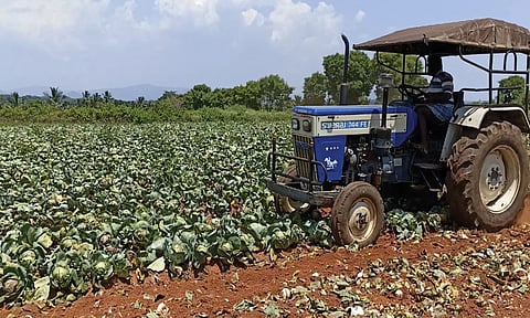 உரிய விலை கிடைக்காததால் 5 ஏக்கர் முட்டைகோசை உழவு செய்து அளித்த விவசாயி