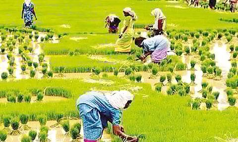 வேளாண் வளர்ச்சிக்காக பெரம்பலூரில் 25 கிராம ஊராட்சிகளுக்கு ரூ.18.63 லட்சம் நிதி