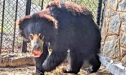 வண்டலூர் பூங்காவுக்கு மைசூரில் இருந்து 2 கரடிகள் வந்தன