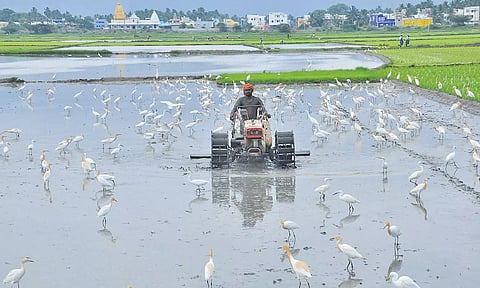 கன்னிப்பூ சாகுபடிக்காக சுசீந்திரம் காக்கமூர் பகுதியில் எந்திரங்கள் மூலம் நிலத்தை பதப்படுத்தும் பணியில் ஈடுபட்ட விவசாயிகளை காணலாம்.