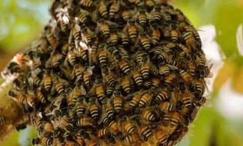 கோபி அருகே தேனீக்கள் கொட்டியதில் 26 பெண் தொழிலாளர்கள் காயம்