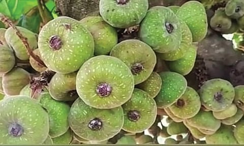 மஞ்சூா் பகுதியில் அத்திப்பழம் விளைச்சல் அதிகரிப்பு- ஆர்வத்துடன் வாங்கி செல்லும் சுற்றுலா பயணிகள்