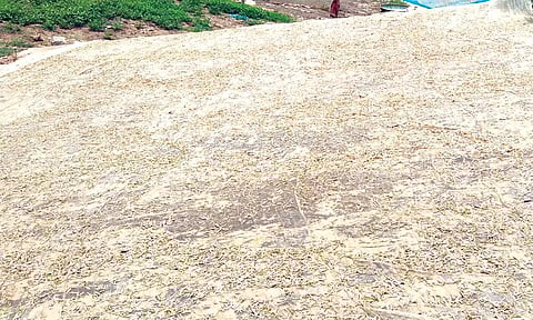 செக்கானூர் காவிரி ஆற்றங்கரை பகுதியில் சிறிய மீன் குஞ்சுகளை கருவாடாக மாற்ற பாறை மீது காய வைத்துள்ளனர்.