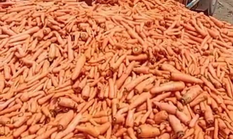 கோயம்பேடு மார்க்கெட்டில் வரத்து அதிகரிப்பால் விலை வீழ்ச்சி- தினமும் 10 டன் கேரட் குப்பையில் வீச்சு