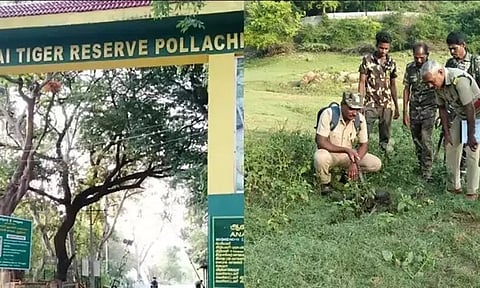 ஆனைமலை புலிகள் காப்பகத்தில் வனவிலங்குகள் கணக்கெடுப்பு பணி தொடங்கியது