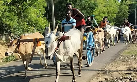 மாவடிபட்டி கிராமத்தில் மாட்டு வண்டி எல்கை பந்தயம்