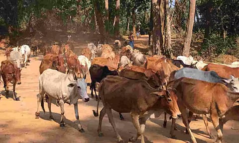 கோப்புபடம்.