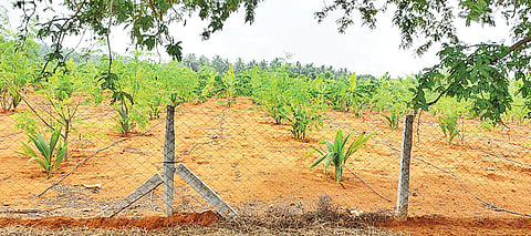 உடன்குடி பகுதியில் பயிரிடப்பட்டுள்ள தென்னை, முருங்கை மரங்களை படத்தில் காணலாம்.