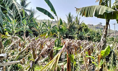சூறைக்காற்று மழையால் சேதமடைந்த வாழை மரங்களை படத்தில் காணலாம்.