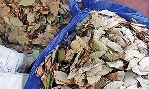 தூத்துக்குடியில் இருந்து இலங்கைக்கு கடத்த முயன்ற 2,500 கிலோ பீடி இலைகள் பறிமுதல்- டிரைவர் கைது