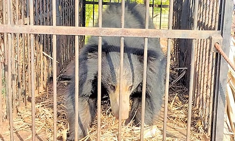 கூண்டுக்குள் சிக்கிய கரடி