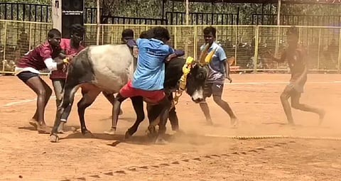 வடமாடு மஞ்சுவிரட்டு போட்டி