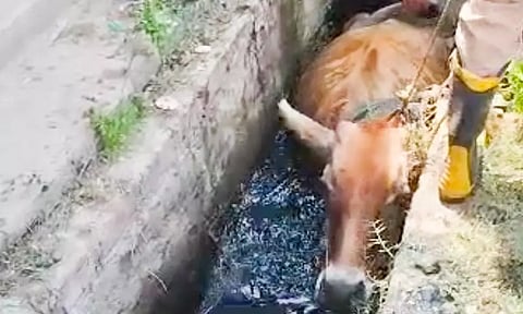 தீயணைப்பு நிலைய வீரர்கள் விரைந்து வந்து மாட்டை மீட்ட காட்சி.