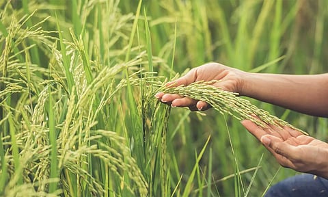குறுவை சாகுபடியில் நோயை கட்டுப்படுத்துவது எப்படி? - வேளாண் அதிகாரி விளக்கம்