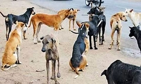 298 தெரு நாய்களுக்கு குடும்ப கட்டுப்பாடு அறுவை சிகிச்சை