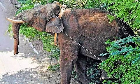 பார்வைத்திறன் குறைந்து சோர்வுடன் காணப்படும் அரிசி கொம்பன் யானை.