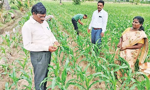 மக்காச்சோளம் பயிரில் படைப்புழு தாக்குதலை கட்டுப்படுத்த வேளாண் இணை இயக்குனர் ஆலோசனை