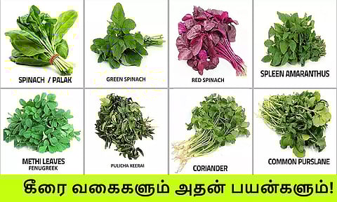 கீரைகளும், அதில் உள்ள சத்துக்களும்..