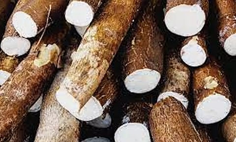 வரத்து அதிகரிப்பால் மரவள்ளிக்கிழங்கு விலை வீழ்ச்சி