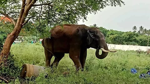அரிசி கொம்பன் யானையின் அவலம்- ரொம்ப சாதுவானது, அன்பானது என்கிறார்கள் மூணாறு மக்கள்