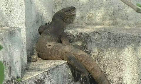 அலுவலக வளாகத்தில் நுழைந்து நீண்ட நேரம் ஒரே இடத்தில் இருந்த உடும்பை படத்தில் காணலாம்.