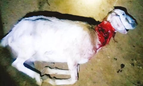 மர்ம விலங்குகளால் கடித்து குதறப்பட்டு பலியான ஆட்டை படத்தில் காணலாம். 