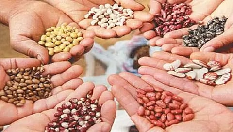 நாமக்கல் மாவட்டத்தில் விவசாயிகளுக்கு மானிய விலையில் விதைகள் வினியோகம்