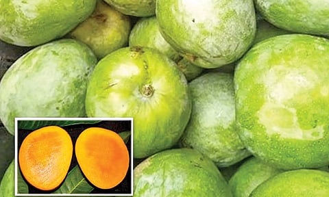 முடியும் தருவாயில் மாம்பழ சீசன்- சேலத்துக்கு மாம்பழங்கள் வரத்து 30 டன்னாக குறைந்தது