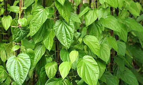 கோப்புபடம்.