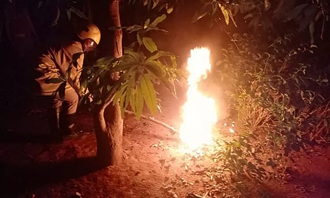 மங்கலம்பேட்டை அருகே மா மரத்தில் இருந்த விஷ வண்டுகளை அகற்றிய காட்சி.