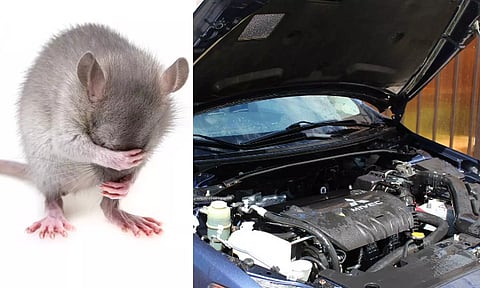 கார்களில் எலி வராமல் இருக்க இதை மட்டும் செய்தால் போதும்!