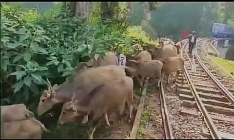 தண்டவாளத்தில் காட்டெருமைகள் புகுந்ததால் நடுவழியில் நின்ற மலைரெயில்
