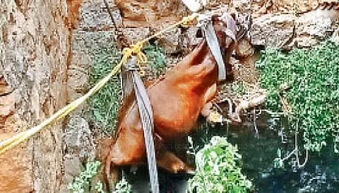 கெங்கவல்லி அருகே கிணற்றில் விழுந்த பசு மீட்பு