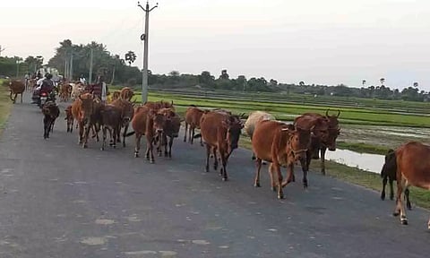 கோப்புபடம்.