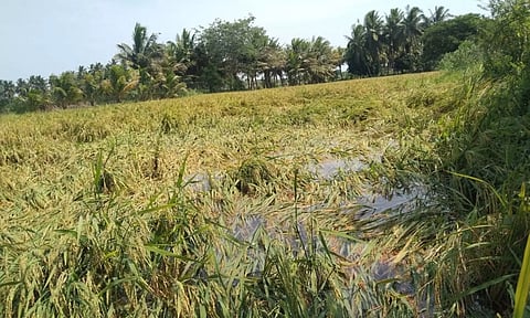 கண்டிதம்பட்டு பகுதியில் கனமழையால் வயலில் தண்ணீர் தேங்கி சாய்ந்து கிடக்கும் நெற்பயிர்களை படத்தில் காணலாம்.