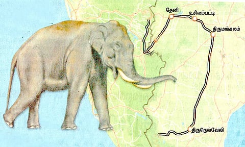 அரிசிக்கொம்பன் யானை நடமாட்டம் தீவிர கண்காணிப்பு