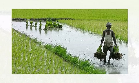 18,300 விவசாயிகளுக்கு ஊக்கத்தொகை வழங்குவதில் சிக்கல்