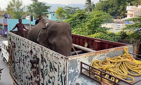 அரிசிக்கொம்பன் யானையை கேரளாவில் விடக்கோரிய வழக்கு- சிறப்பு அமர்வுக்கு மாற்றி மதுரை ஐகோர்ட் உத்தரவு