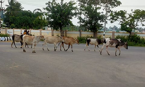 சாலையில் சுற்றி திரியும் மாடு, நாய்களை படத்தில் காணலாம்.