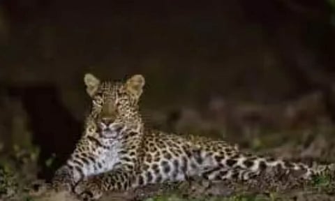 வால்பாறையில் ஹாயாக படுத்திருந்த சிறுத்தை. இந்த காட்சியை சுற்றுலா பயணி ஒருவர் படம் பிடித்து வனத்துறையினருக்கு அனுப்பி உள்ளார்.