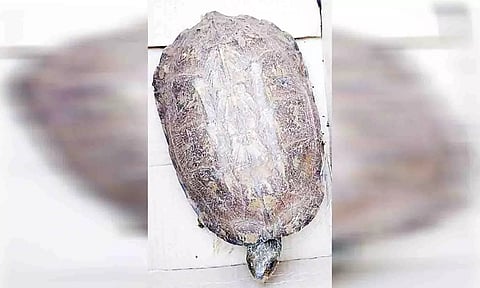 உயிருடன் மீட்கப்பட்ட ஆமையை படத்தில் காணலாம்.