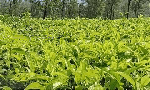 வால்பாறையில் பசுந்தேயிலை பறிக்கும் பணி தீவிரம்