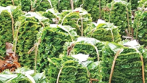 பரமத்திவேலூர் தினசரி ஏல மார்க்கெட்டில் வெற்றிலை சுமைகள் வைக்கப்பட்டுள்ள காட்சி. 