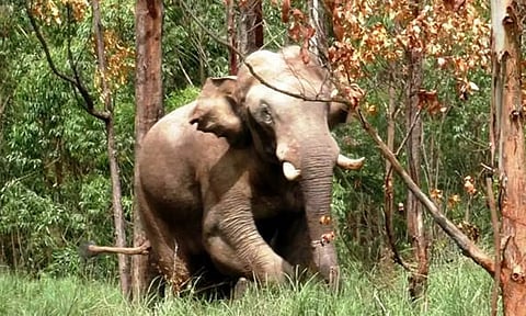 கன்னியாகுமரி மாவட்ட வனப்பகுதியை ஒட்டிய பகுதியில் சுற்றிவரும் அரிசி கொம்பன்