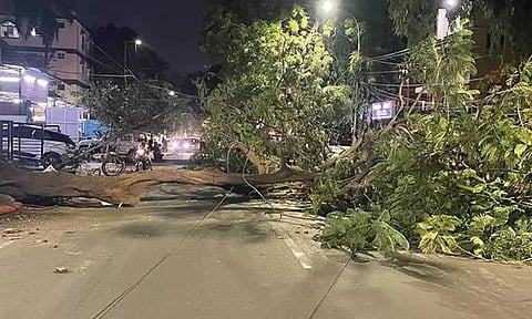 அசோக்நகரில் சூறாவளி காற்றால் வேரோடு சாய்ந்த மரம்- ஒரு மணி நேரம் போக்குவரத்து நிறுத்தம்