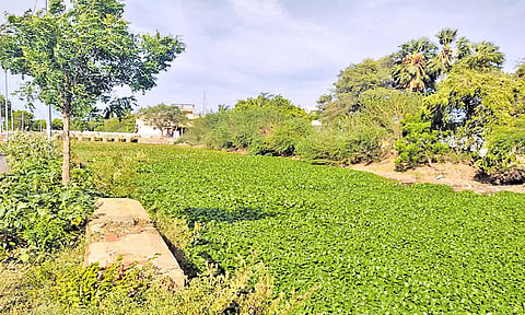 தண்ணீர் தெரியாதபடி அமலைச்செடிகளால் சூழப்பட்டுள்ள பாளையங்கால்வாய்.