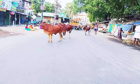 சாலையில் சுற்றி திரியும் மாடுகளை படத்தில் காணலாம்.