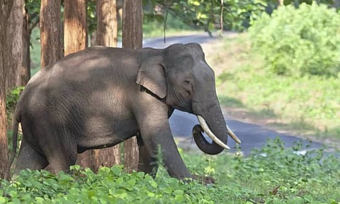 கேரளாவின் நெய்யாறு வனப்பகுதிக்கு செல்லும் அரிசிக்கொம்பன் யானை