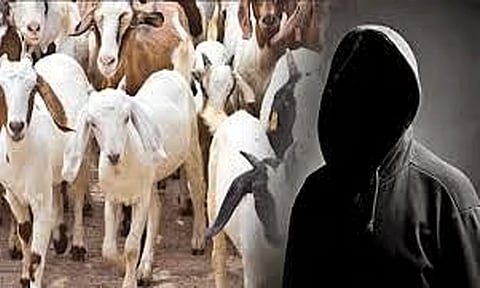 வீட்டில் கட்டி இருந்த 5 ஆடுகள் திருட்டு